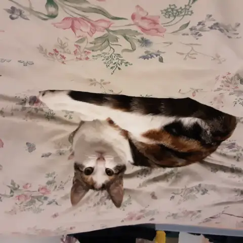 Maida