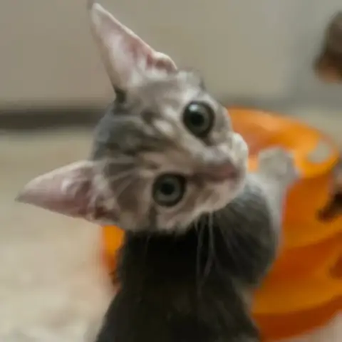 Phoebe photo 3