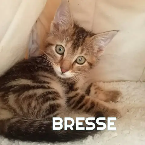 Bresse