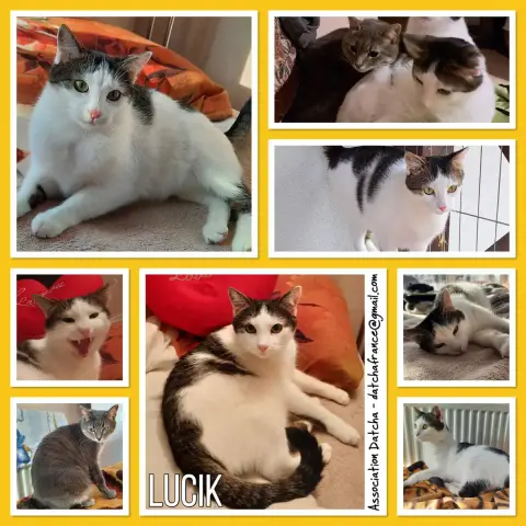 Lucik