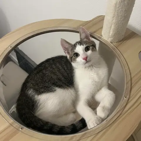 Mio