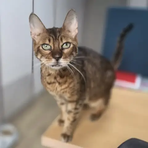 Bindi