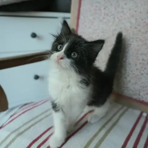 Berlioz photo 3