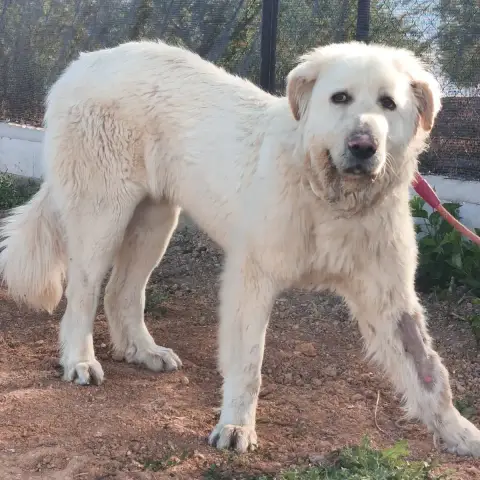 Blanca photo 3