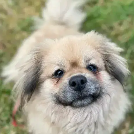 Poppy