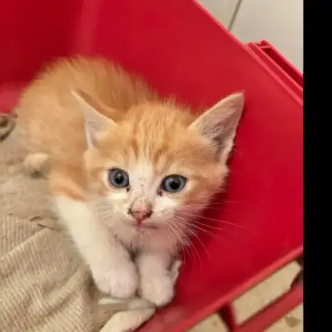 Banjo