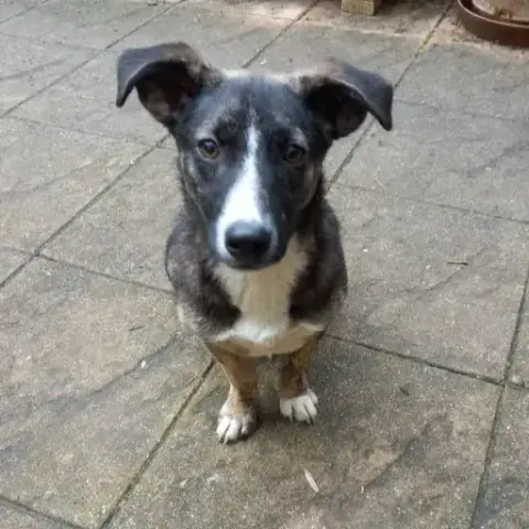 Cyrano
