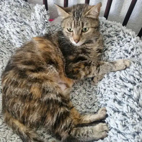 Asli