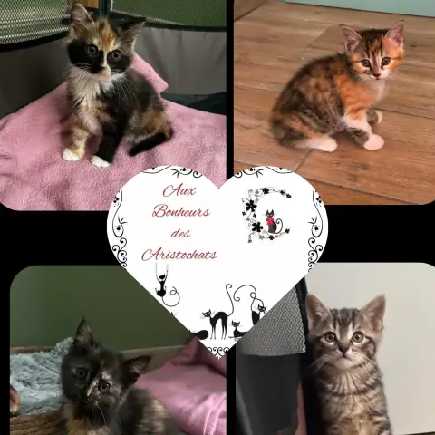 4 Jolies Petits Loulous