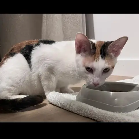 Chat–Kira photo 2