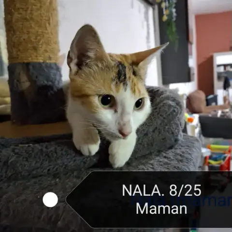 Nala