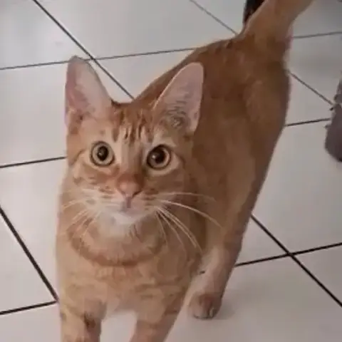 Praline