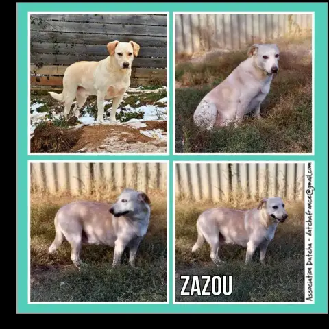 Zazou