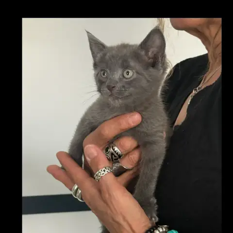 Baloo