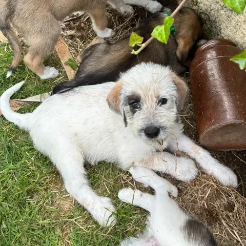 Alfie photo 3