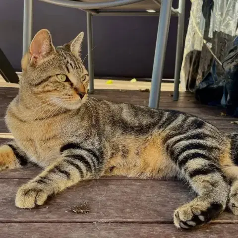 Yuzu
