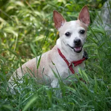Mimiqui