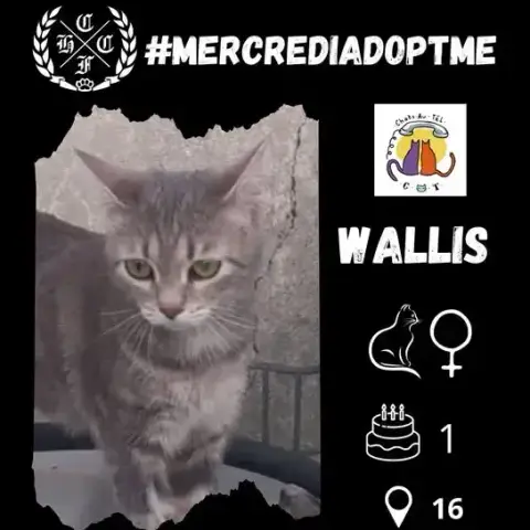 Wallis