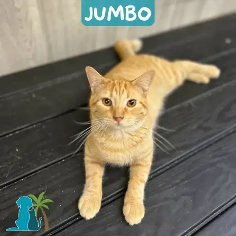 Jumbo