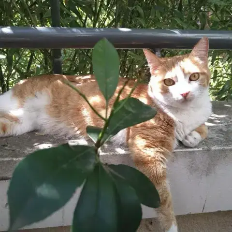 Odona photo 2