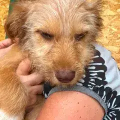 Simba photo 2