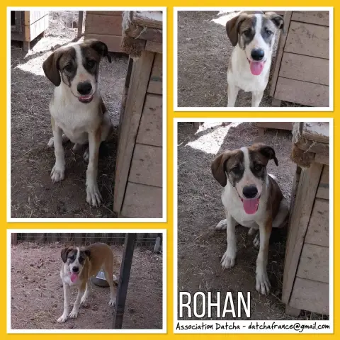 Rohan