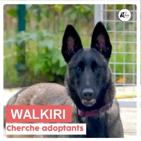 Walkiri