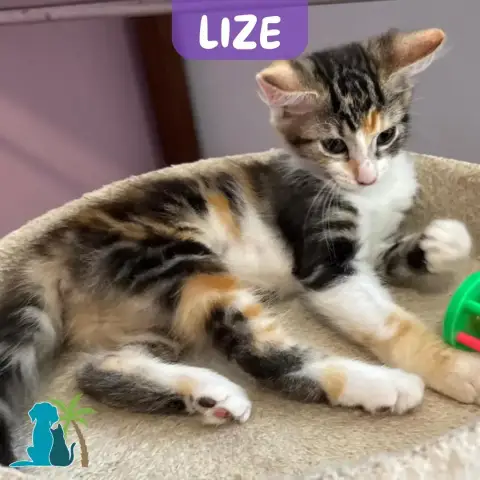 Lize