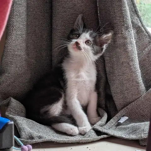 Mica