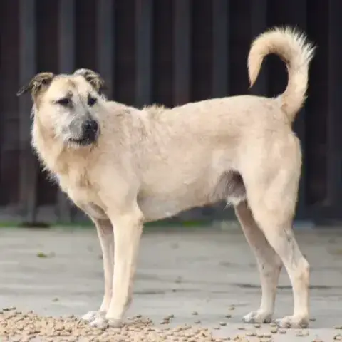 Yuki