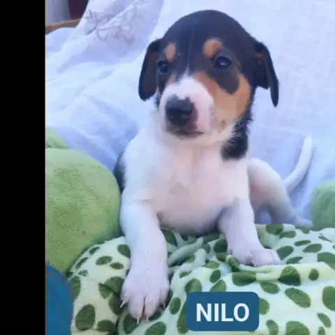 Nilo