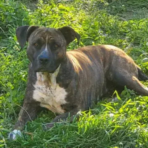 Leika