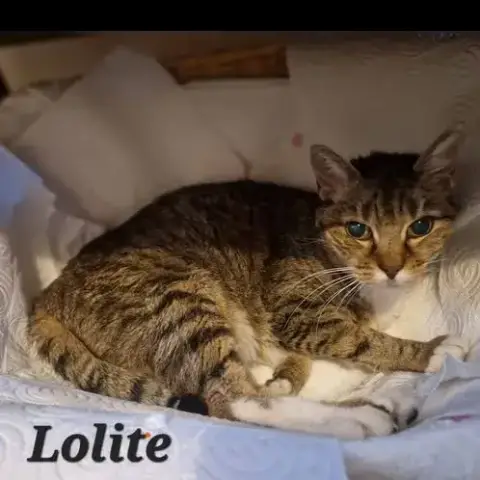 Praline Et Lolite photo 2