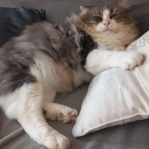Cookie