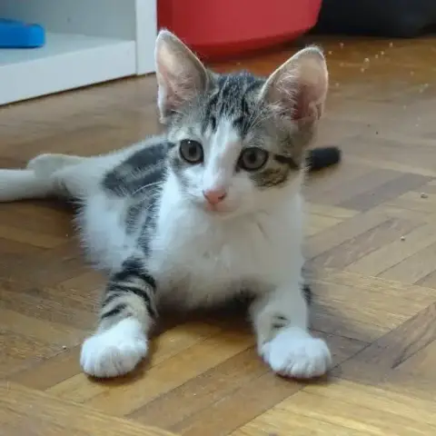 Calista