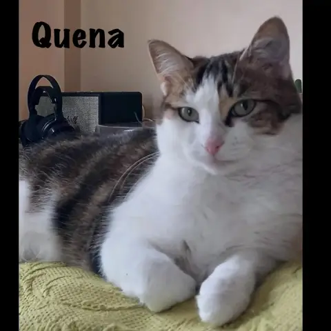 Quena
