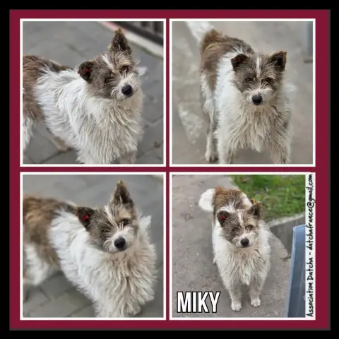 Miky