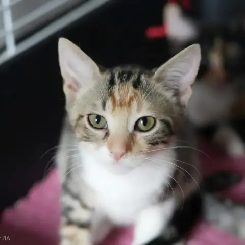 Nicy