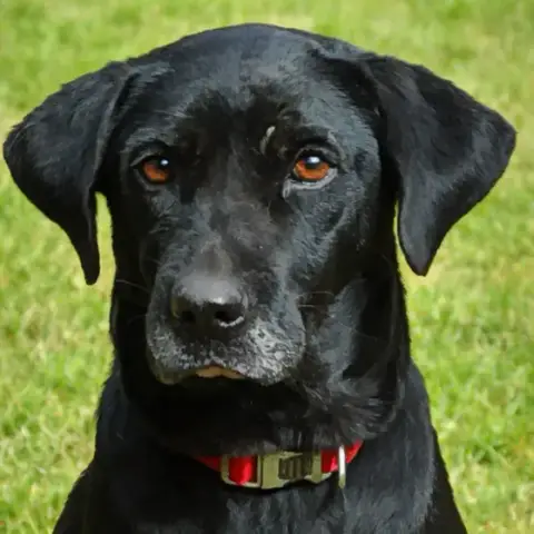 Kaala