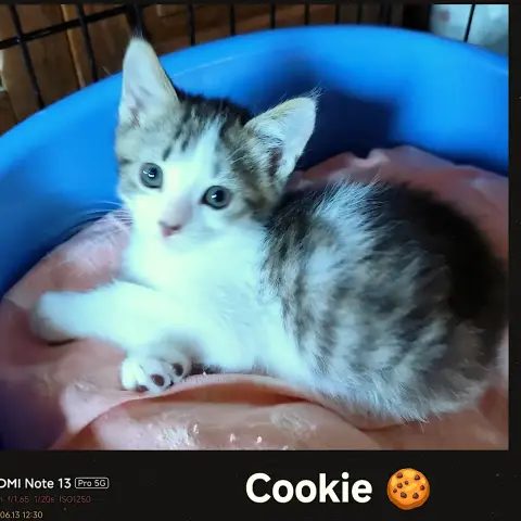 Cookie photo 2