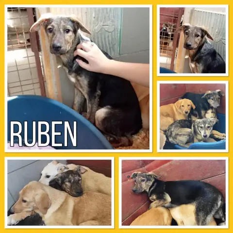 Ruben