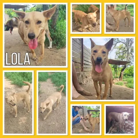 Lola