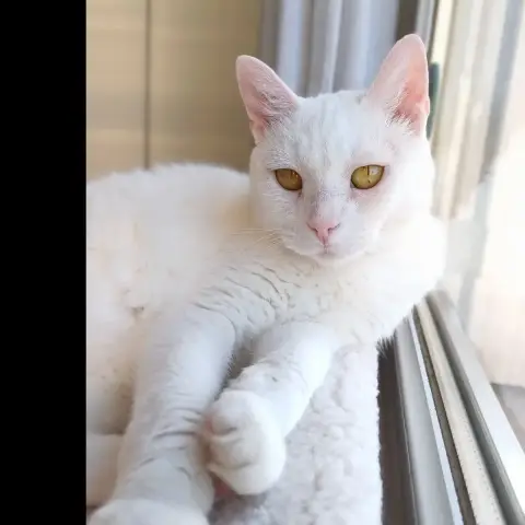 Bianca
