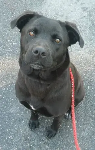 Mya