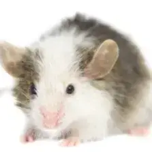 Hortense photo 2
