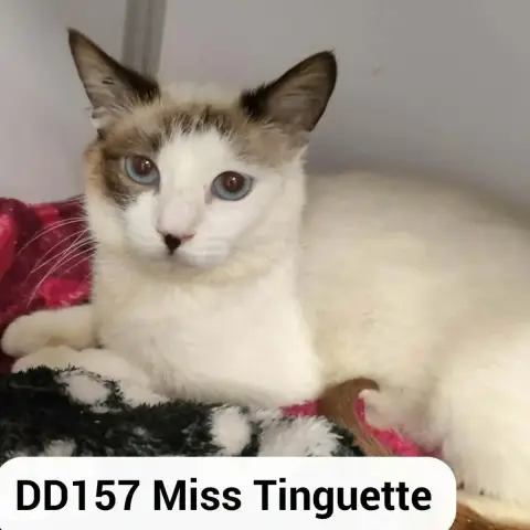 Miss Tinguette