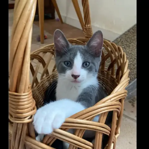 Henry