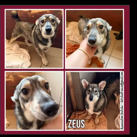 Zeus