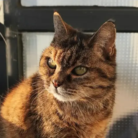 Chataigne