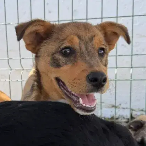 Idefix